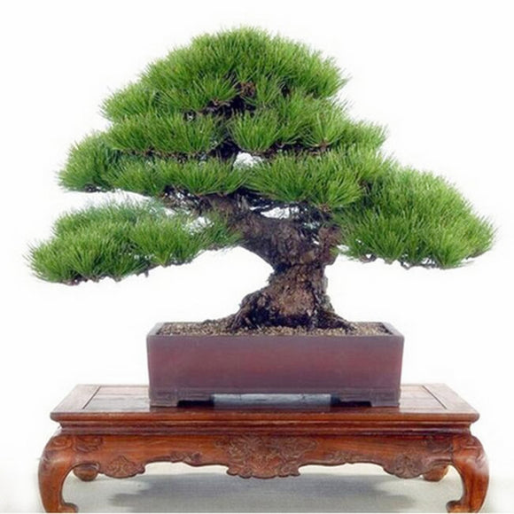 Bonsai Pine Tree - 20 seeds