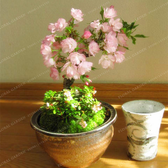 Bonsai Cherry Blossoms Flowers - 10 seeds
